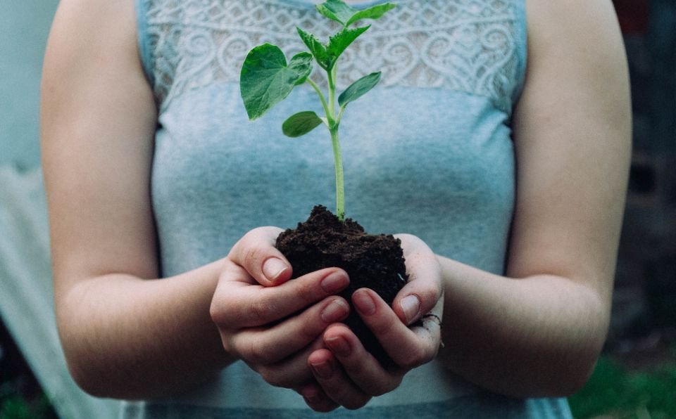 Deforestation is Reducing the Quality of Soil and Leads To Food Crisis